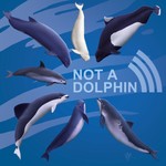 Podcast Not a Dolphin