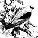 Logo of the podcast Ohlone Audubon Podcast Ohlone Audubon