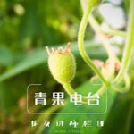 Logo of the podcast 青果电台--书友讲座栏目|德国华人书友会 Podcast 青果电台--书友讲座栏目|德国华人书友会