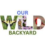 Logo of the podcast Our Wild Backyard Podcast Our Wild Backyard