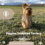 Logo of the podcast Passion Yorkshire terriers Podcast Passion Yorkshire terriers
