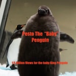 Logo of the podcast Pesto The Baby King Penguin Podcast Pesto The Baby King Penguin