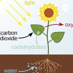 Logo of the podcast Photosynthesis Podcast Photosynthesis