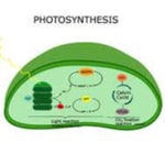 Logo of the podcast Photosynthesis Podcast Photosynthesis