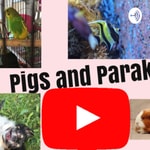 Logo of the podcast Pigs And Parakeets Podcast Pigs And Parakeets