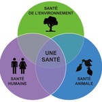Logo of the podcast Plante sauvage Podcast Plante sauvage