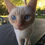 Logo of the podcast Podchat Podcast Podchat