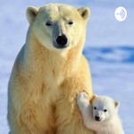 Podcast Polar Bears