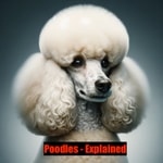 Logo of the podcast Poodles - Explained Podcast Poodles - Explained