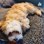 Logo of the podcast Poppy The Puppy Does A Podcast Podcast Poppy The Puppy Does A Podcast