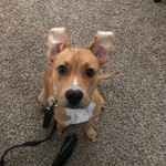 Logo of the podcast Potty Training And Dog Exercise Podcast Potty Training And Dog Exercise