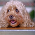 Logo of the podcast Psychology In Dogs Podcast Psychology In Dogs