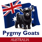 Logo of the podcast Pygmy Goats Australia Podcast Podcast Pygmy Goats Australia Podcast