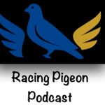 Logo of the podcast Racing Pigeon Podcast Podcast Racing Pigeon Podcast
