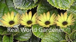 Real World Gardener-Horticulture, Gardening, Learning to Grow Real World Gardener-Horticulture, Gardening, Learning to Grow