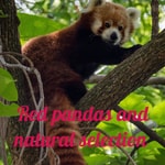 Logo of the podcast Red pandas and natural selection Podcast Red pandas and natural selection