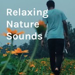 Logo of the podcast Relaxing Nature Sounds Podcast Relaxing Nature Sounds