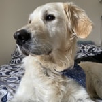 Podcast Remembering Your Best Friend. A Dog Bereavement Podcast. 
