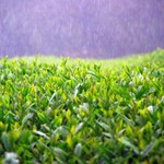 人生自是有茶癡 Podcast 人生自是有茶癡