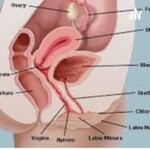 Logo of the podcast Reproductive System Podcast Podcast Reproductive System Podcast