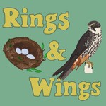 Podcast Rings &amp; Wings
