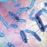Logo of the podcast Salmonella Podcast Salmonella