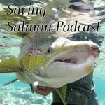Logo of the podcast Saving Salmon Podcast Podcast Saving Salmon Podcast