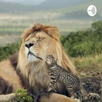 Logo of the podcast SAVING THEM AGAINT FIP Podcast SAVING THEM AGAINT FIP