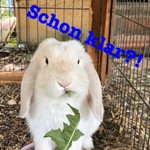 Logo of the podcast Schon klar?! Podcast Schon klar?!