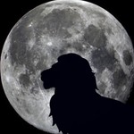 Logo of the podcast Self And Soul Podcast Self And Soul