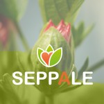 Logo of the podcast Seppale Podcast Seppale
