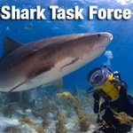 Logo of the podcast Shark Task Force Podcast Shark Task Force