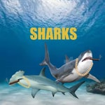 Logo of the podcast SHARKS Podcast SHARKS