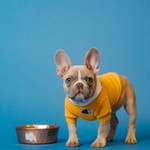 Podcast 睡前英语小故事