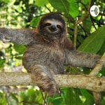 Logo of the podcast Sloths Adaptations Podcast Sloths Adaptations