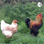 Logo of the podcast Sounds from the Countryside:Ducks! Podcast Sounds from the Countryside:Ducks!