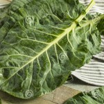 Logo of the podcast Southern Collard Greens Podcast Southern Collard Greens