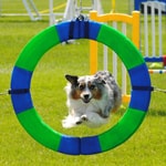 Logo of the podcast Sporty Pups Podcast Podcast Sporty Pups Podcast