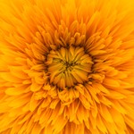 Logo of the podcast Sunshine Garden Podcast Sunshine Garden