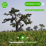 Logo of the podcast SunuMbay'Talk Podcast SunuMbay'Talk