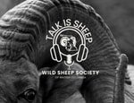 Talk Is Sheep