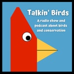Logo of the podcast Talkin' Birds Logo of the podcast Talkin' Birds