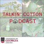 Logo of the podcast Talkin' Cotton Podcast Podcast Talkin' Cotton Podcast