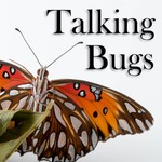 Talking Bugs Podcast Talking Bugs