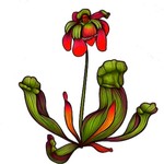 Logo of the podcast tangly Podcast tangly