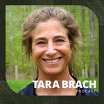 Logo of the podcast Tara Brach Podcast Tara Brach