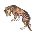 Logo of the podcast Tasmanian tiger 2026.Mainland Australian introduction ?Parks Victoria not screening for thylacine. Podcast Tasmanian tiger 2026.Mainland Australian introduction ?Parks Victoria not screening for thylacine.