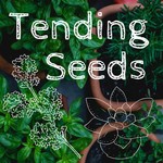 Tending Seeds: Adventures in Gardening, Homesteading, and Herbalism Podcast Tending Seeds: Adventures in Gardening, Homesteading, and Herbalism