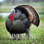 Logo of the podcast Thanksgiving Podcast Thanksgiving