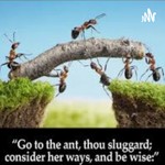 Podcast The Ant Podcast
